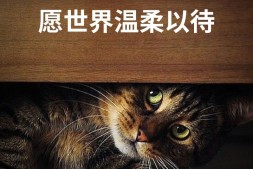 知乎:铁山靠在广大网友心中的评价:01